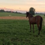 Trakehnergestüt Neuhof